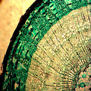 Mikroskop Meiose Rutschen CELL BIOLOGY GENETIK Botanik Vorbereitet Folien AUF VERKAUF Vorbereitet Folien - Product Image 2