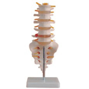 جودة عالية PVC مخرج المصنع الفقرات القطنية البشرية للتعليم الطبي - Product Image 1