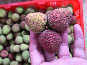 <span class=keywords><strong>Fresca</strong></span> y dulce litchi - Product Image 6