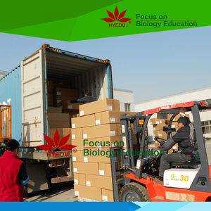 पशु शरीर मॉडल पशु चिकित्सक के लिए बिल्ली शरीर एक्यूपंक्चर मॉडल - Product Image 6