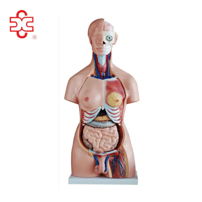 Model Torso Manusia Uniseks 85Cm, Model Anatomi Manusia dengan 40 Bagian