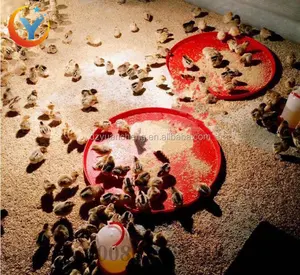 塑料婴儿喂鸡托盘家禽鸡饲料托盘在中国销售