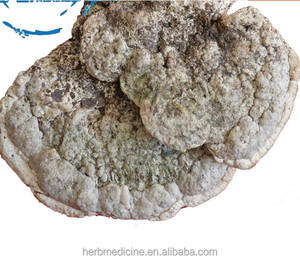 <span class=keywords><strong>Champignons</strong></span> Fomitopsis ulmaria séchés crus utilisation de thé naturel <span class=keywords><strong>champignons</strong></span> Fomitopsis ulmaria à vendre - Product Image 2