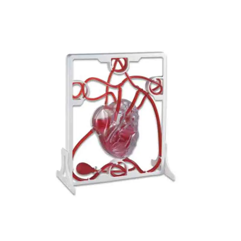 Medical Science Pumping Heart Model For Teaching