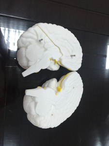 人間シミュレーション脳医療3DモデルADA-A1050個在庫あり - Product Image 3