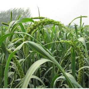 Huang Gu Sui Chinese Supply Gele Vogel Feed Spray Gierst - Product Image 6