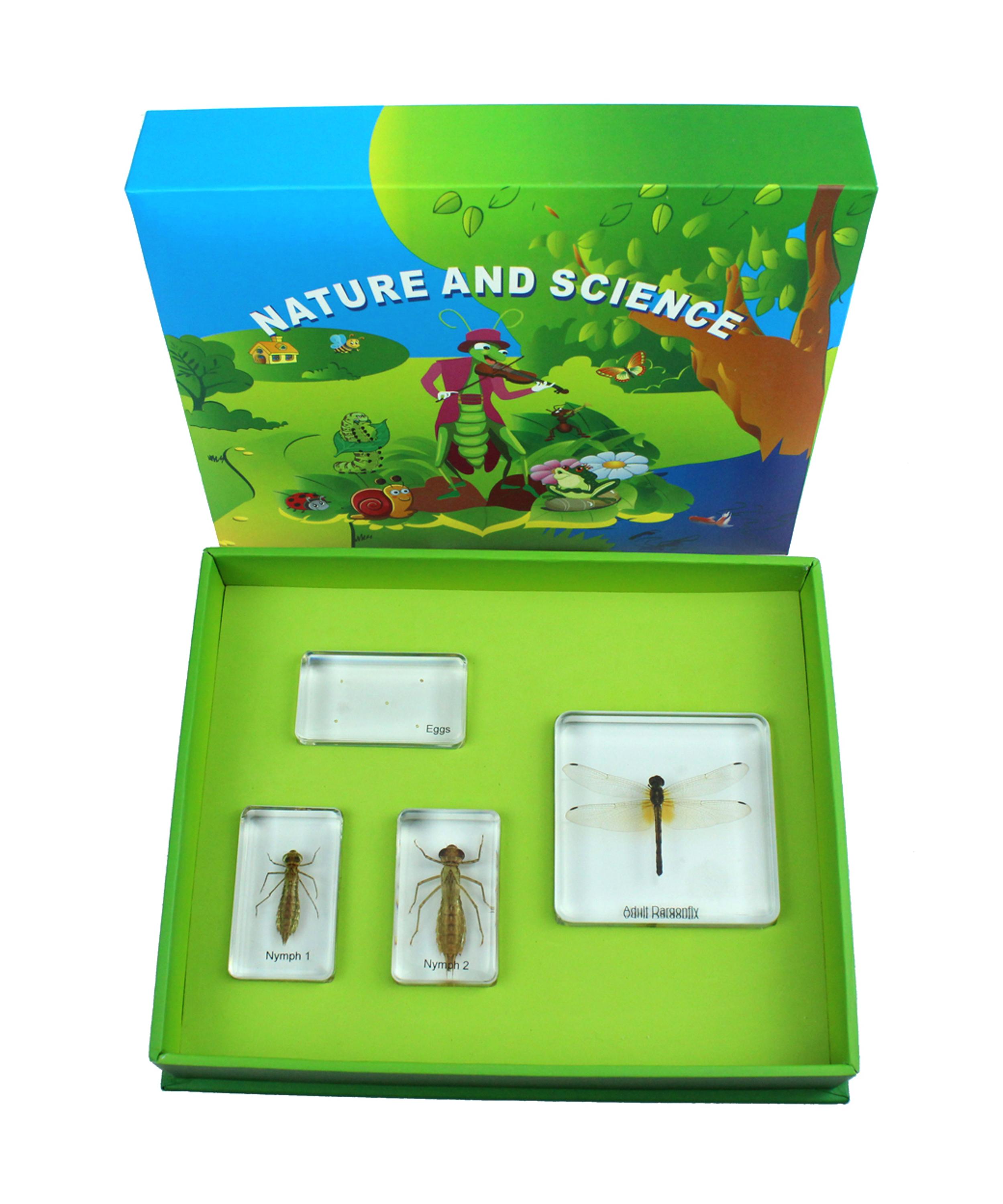 3d-образцы смолы в виде стрекозы с жизненным циклом, образовательные модели животных