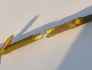 Vendita calda di alta qualità di potatura cesoie da giardino innesto strumenti - Product Image 2