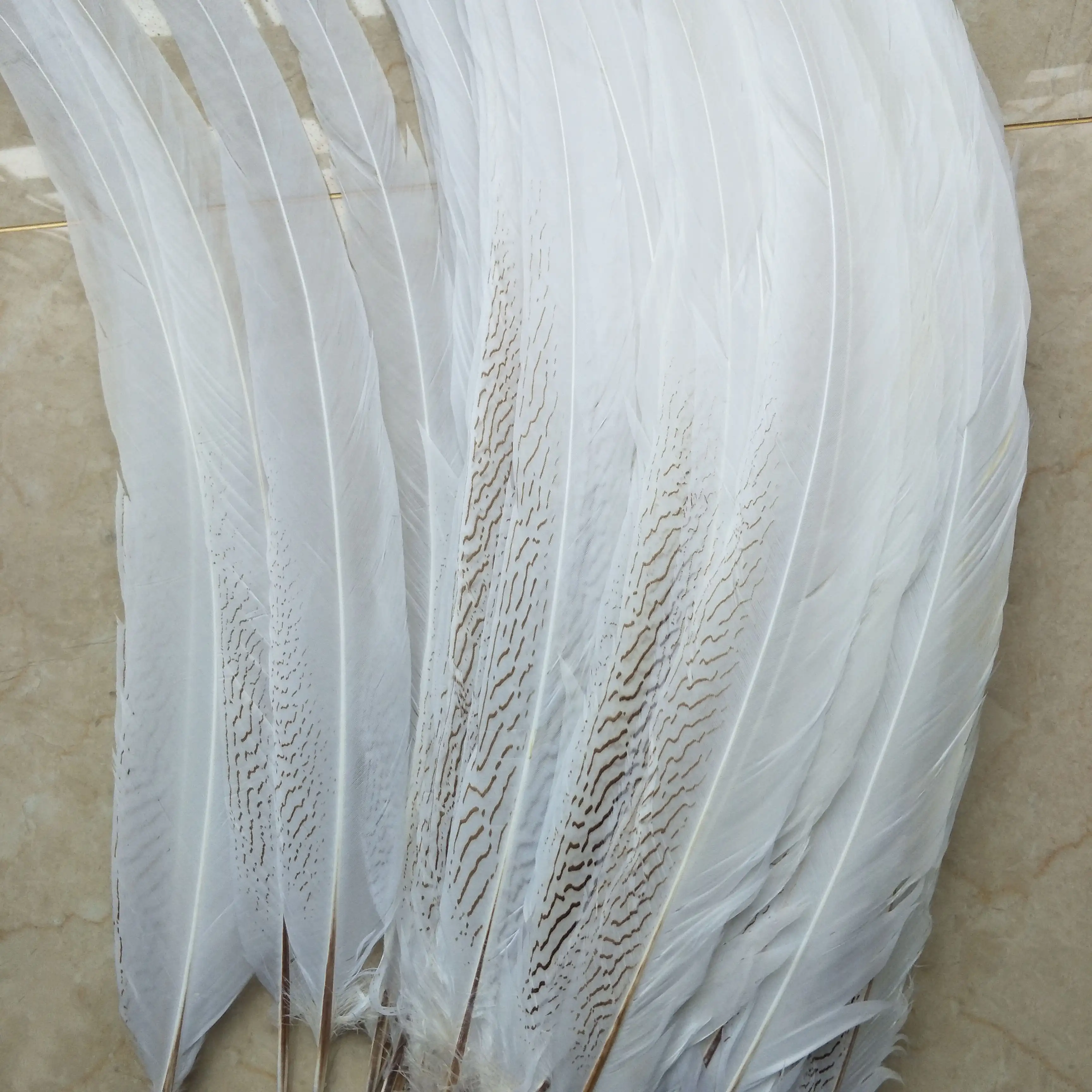70-75 cm लंबी प्राकृतिक सफेद चांदी तीतर पूंछ पंख
