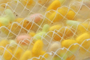 Bozzoli di Seta Colorati per Ricerca, Esperimenti e Arte - Product Image 3