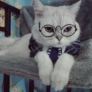 Fresh style cute amusing Pet sunglasses Retro classic <span class=keywords><strong>Circular</strong></span> Metal Prince sunglasses Travel Dog cats - Product Image 2
