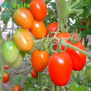 Nông Nghiệp Cà Chua Trồng Màng Nhựa Hoop Nhà Kính - Product Image 1