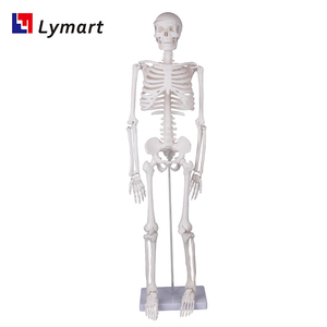Modelli di Scheletri in Plastica in Varie Dimensioni, Bianchi e Verdi, Certificati per la Sicurezza, Garanzia di 1 Anno per Scuole di Medicina - Product Image 4