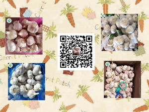 Nueva China ajo blanco fresco encurtidos ajo almacenamiento a guinea - Product Image 6