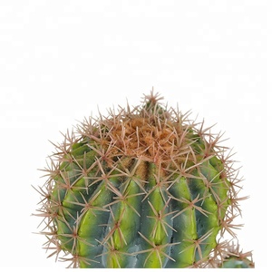 Artículo para el hogar de moda, 73cm, arte de <span class=keywords><strong>Cactus</strong></span> artesanal, pieza Ornamental de <span class=keywords><strong>Cactus</strong></span> raro - Product Image 3
