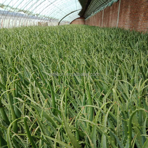 D'ALOE ARBORESCENS - Product Image 1