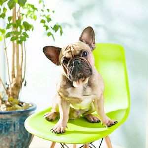 Yongnuo ống kính Một tiêu cự góc rộng lấy nét tự động 35mm f/2 cho Nikon và Canon - Product Image 6