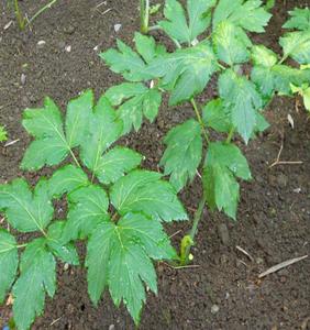 Thé aux feuilles d'<span class=keywords><strong>Ashitaba</strong></span> Angelica Keiskei pur et naturel - Product Image 5
