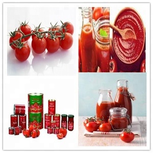 Piccola scala di pomodoro impianto di trasformazione