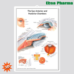 3D Médica Anatomia Humana Gráficos de Parede/Poster-O Olho: Câmara Anterior e Posterior