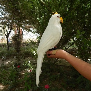 Trang Trí Nhà Và Vườn Thú Lông Thú Đầy Màu Sắc Vẹt Taxidermy Bức Tượng Trang Trí - Product Image 2