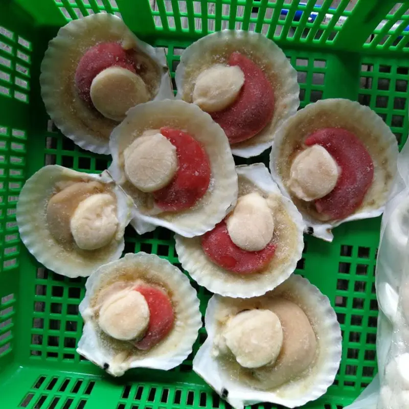 Flocons de coquillage naturel avec Roe, aiqf, fruits de mer glacée