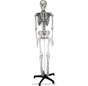 YA/L011 натуральный размер, человеческий пластиковый скелет, модель игрушки 175 см в высоту