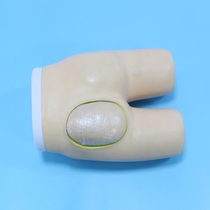 ADA-H4T, humano, anatomico, haunch, musculoso, modelos médicos - Product Image 3