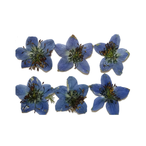 Multi Premuto Fiori Secchi, Margherita, Fiore Del Merletto, Amsonia, Rosa Ramo, Larkspur, Artemisia - Product Image 6