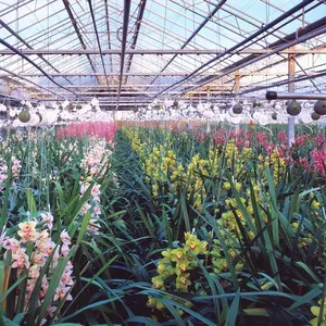 Tamanho grande e vidro cobertura l orquídea greenhouse