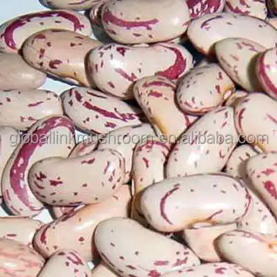 Nieuwe Crop export naar Jemen Lange vorm Licht Gespikkelde nier pinto Bonen