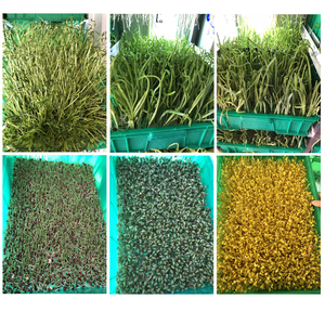 ระบบอาหารสัตว์อัลฟัลฟาสีเขียวขนาดใหญ่ที่ปลูกระบบไฮโดรโปนิกส์ - Product Image 3