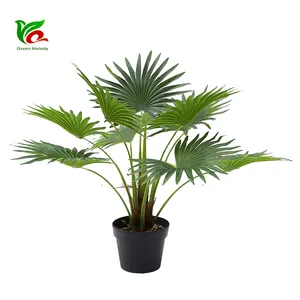 European fan palm hotel beautify mexican plastic Fan Palm