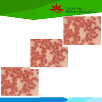 Fixed items Best selling Zoology of Mammalian animal histological slides prepared slides