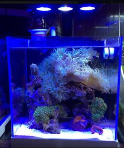 Éclairage d'<span class=keywords><strong>aquarium</strong></span> à double canal avec gradation, 9 ampoules <span class=keywords><strong>LED</strong></span>, contrôle intelligent de la température, large plage d'éclairage, 30W, 1500 lumens, garantie 3 ans - Product Image 4