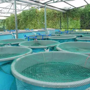 מפעל ישיר מכירות דגי שרימפס חקלאות ימית חממה multispan חממה