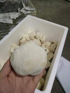 Detan fresco <span class=keywords><strong>hericium</strong></span> <span class=keywords><strong>erinaceus</strong></span> para compradores de setas - Product Image 6