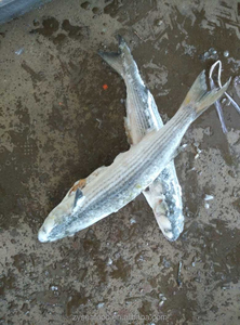 F102 Alta qualidade Venda quente 500G + Eviscerado Cinza Congelado Mullet Fish - Product Image 2