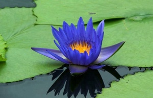 1000g Blue lotus blossom essiccato intero colore blu fiori chiusi acqua fiori di giglio blu in vendita - Product Image 2