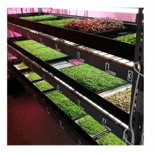 Swellder Microgreen מגשי-רדוד נביטה מגש אין חורים-זרעי קצר דירות עבור הנבטה 1020 מגש