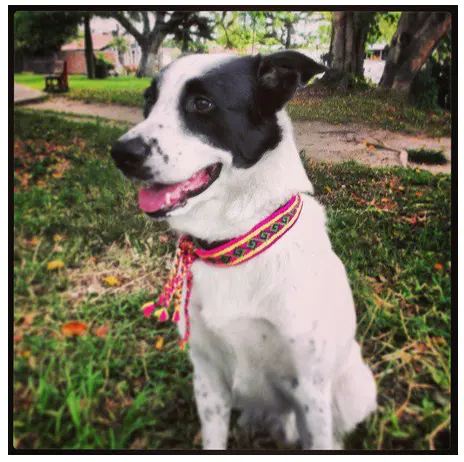 Mochi las Wayuu, kolumbia nische Taschen, Hunde halsband