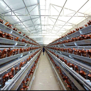 Jaula de colocación de batería de pollo criador tipo capa a la venta para el <span class=keywords><strong>mercado</strong></span> de Nigeria - Product Image 6