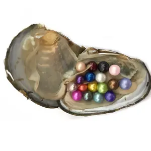 Canned Chinese Akoya Saltwater Little Monster Pearl Oysters with Pearl