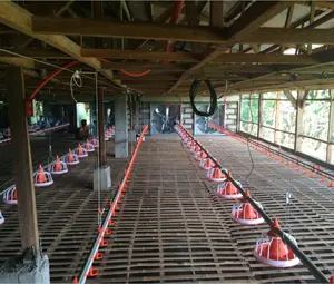 Bon Prix Automatique Mangeoires Et Abreuvoirs à Poulet Pour Ferme Avicole