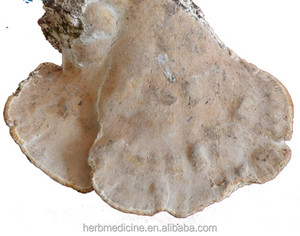 <span class=keywords><strong>Champignons</strong></span> Fomitopsis ulmaria séchés crus utilisation de thé naturel <span class=keywords><strong>champignons</strong></span> Fomitopsis ulmaria à vendre - Product Image 3