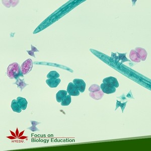 Paramecium individuel W.m. Lames préparées pour la conjugation des parameciums, microscope biologique pédagogique, fournitures éducatives - Product Image 2