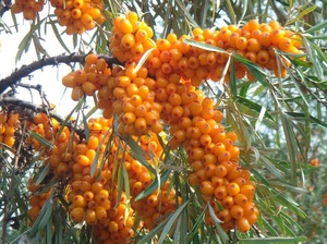 Qianhongda — poudre de décoration, 100% Pure mer, burrhamnoïdes, hipphae - Product Image 6