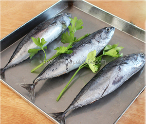 China Bonito Congelados de Frutos Do Mar de Peixe Com O Melhor Preço No Mercado