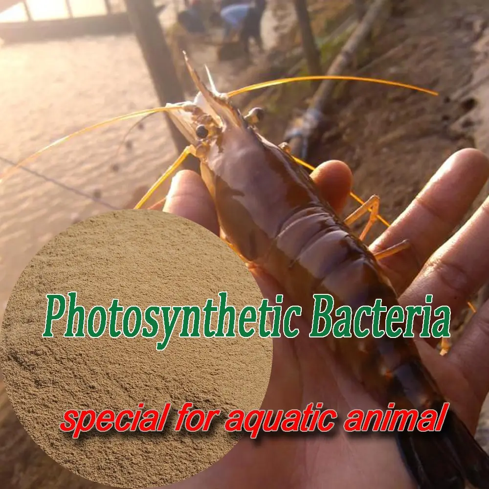 Crevettes additifs alimentaires bactéries photosynthétiques