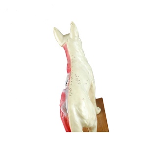 Model anatomi akupunktur anjing hewan alat bantu pengajaran biologi untuk manekin latihan sains medis untuk dijual - Product Image 6